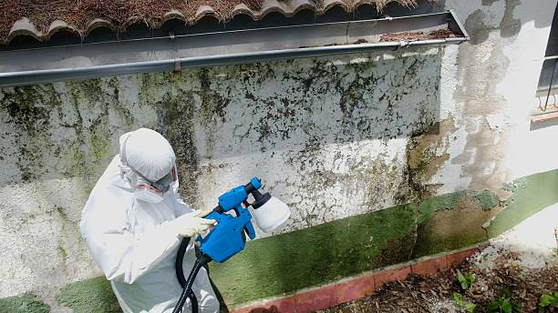 Trusted Mold Removal service in Saddle Brook, NJ - Cheap Mold Removal